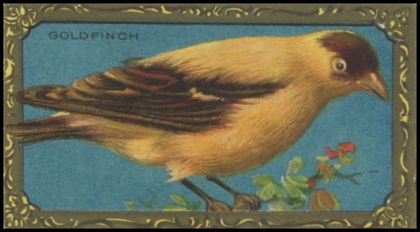 18 Goldfinch